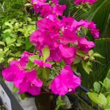 Bougainvillea-bonsainurserybd