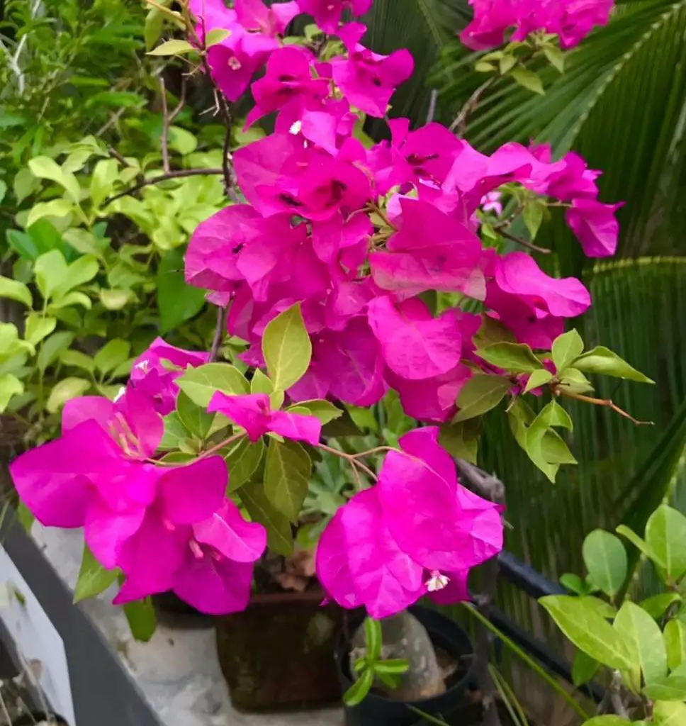 Bougainvillea Plant: How to Care for Your Bougainvillea Plant: Tips and ...