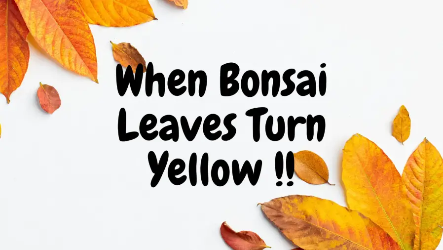 bonsai leaves turn yellow