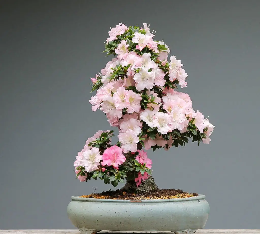 bonsai when to prune