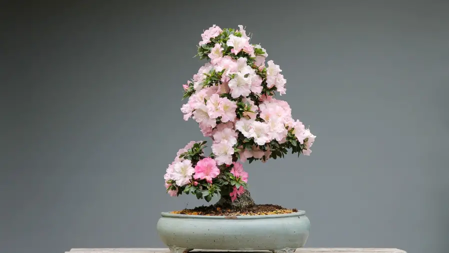 bonsai when to prune