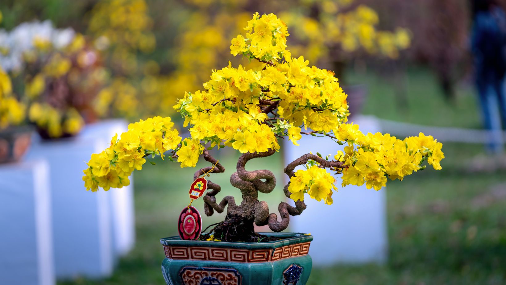 Bonsai Techniques Unlock the Secrets to Mastering the Art Bonsai