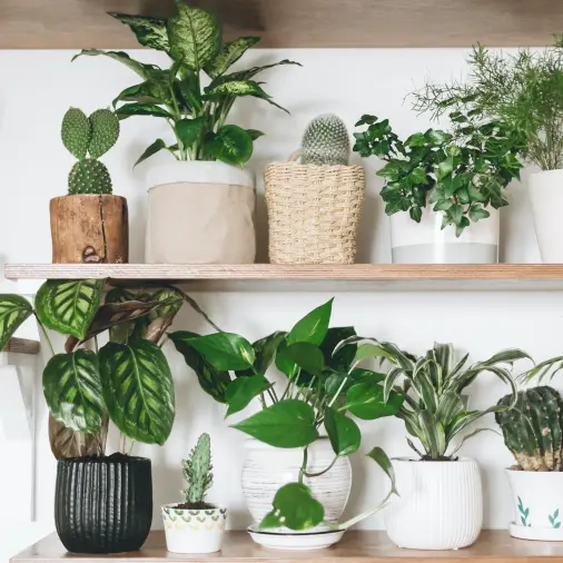 Indoor Gardening: Greenery and Fresh Air Inside Your Home