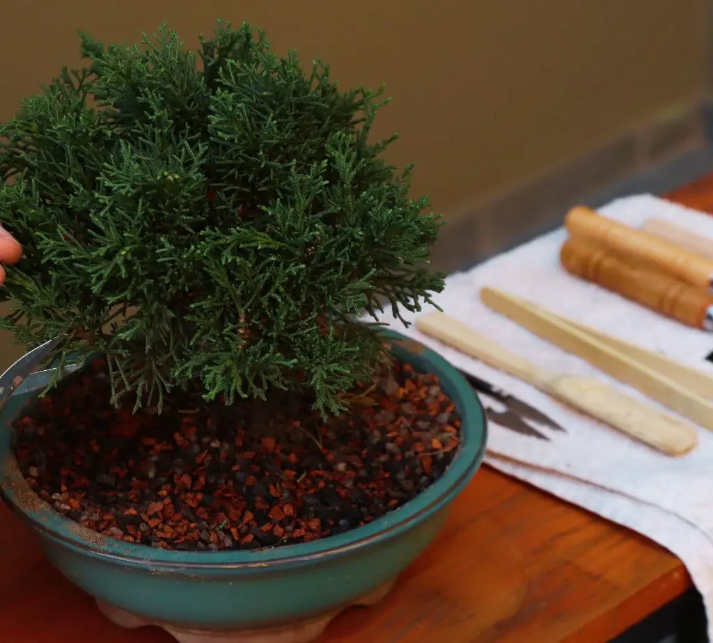 Bonsai-And-Mindfulness