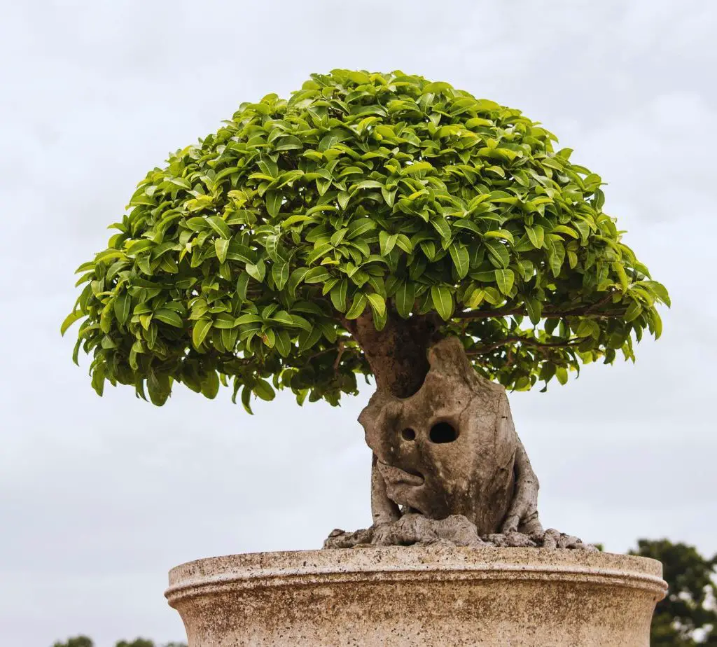 Bonsai-Care-Guide