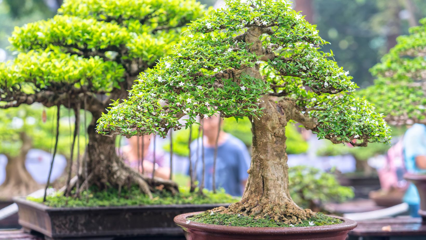"Bonsai Exhibitions Showcasing Miniature Masterpieces" Bonsai Nursery