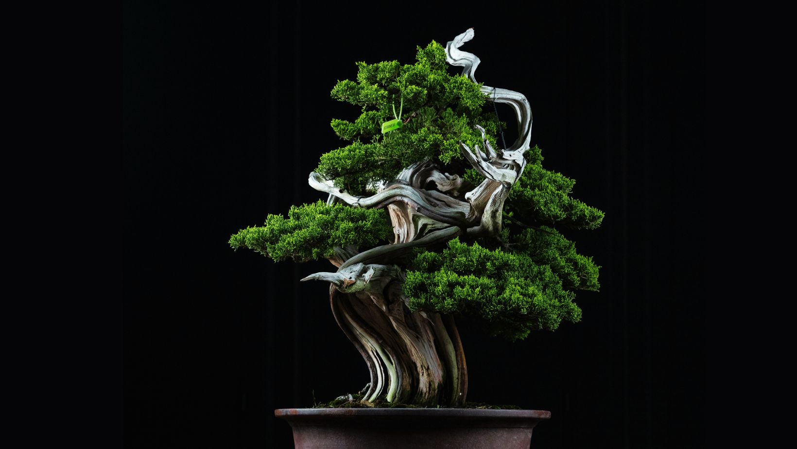 "Bonsai Techniques Shaping And Pruning for Stunning Bonsai" Bonsai