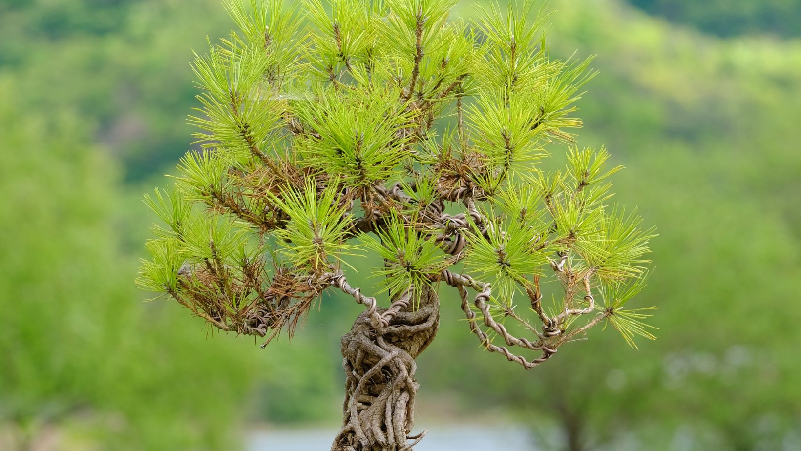 "Bonsai Wire Techniques Shaping Nature's Beauty in Miniature" Bonsai