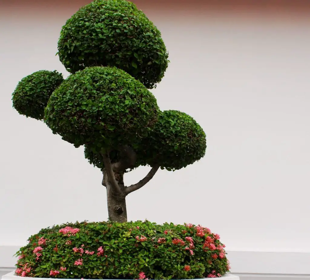 Bonsai-Wonders