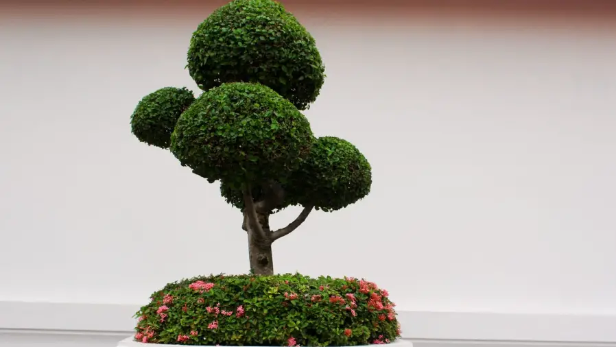 Bonsai-Wonders