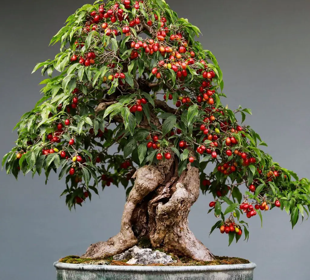 Bonsai-for-Beginners