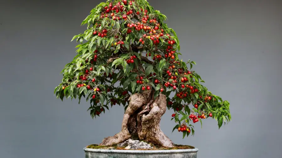Bonsai-for-Beginners