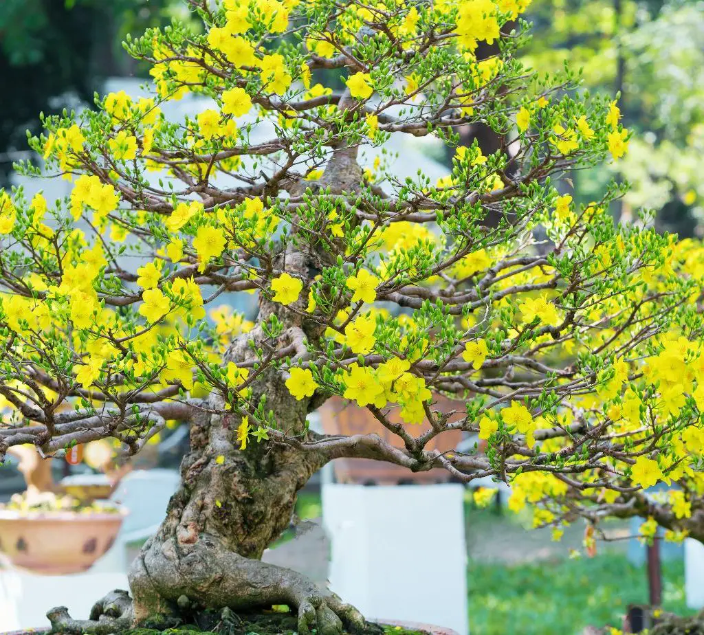 Bonsai Beginner's Guide