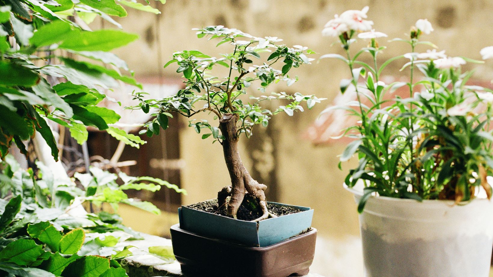 Best Indoor Bonsai Bonsai Nursery