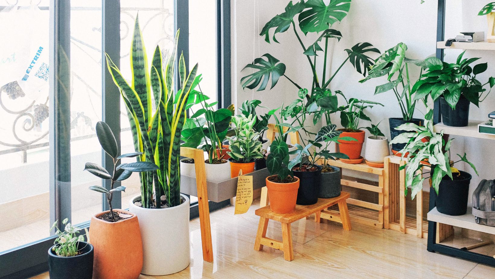 Best Indoor Plants for Oxygen Bonsai Nursery