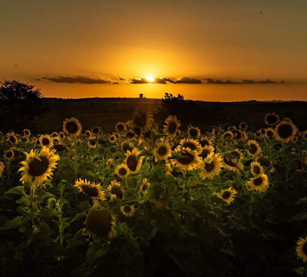 All 27+ Stock Images what to do with dead sunflower heads Full HD, 2k, 4k All 27+ Stock Images what to do with dead sunflower heads Full HD, 2k, 4k