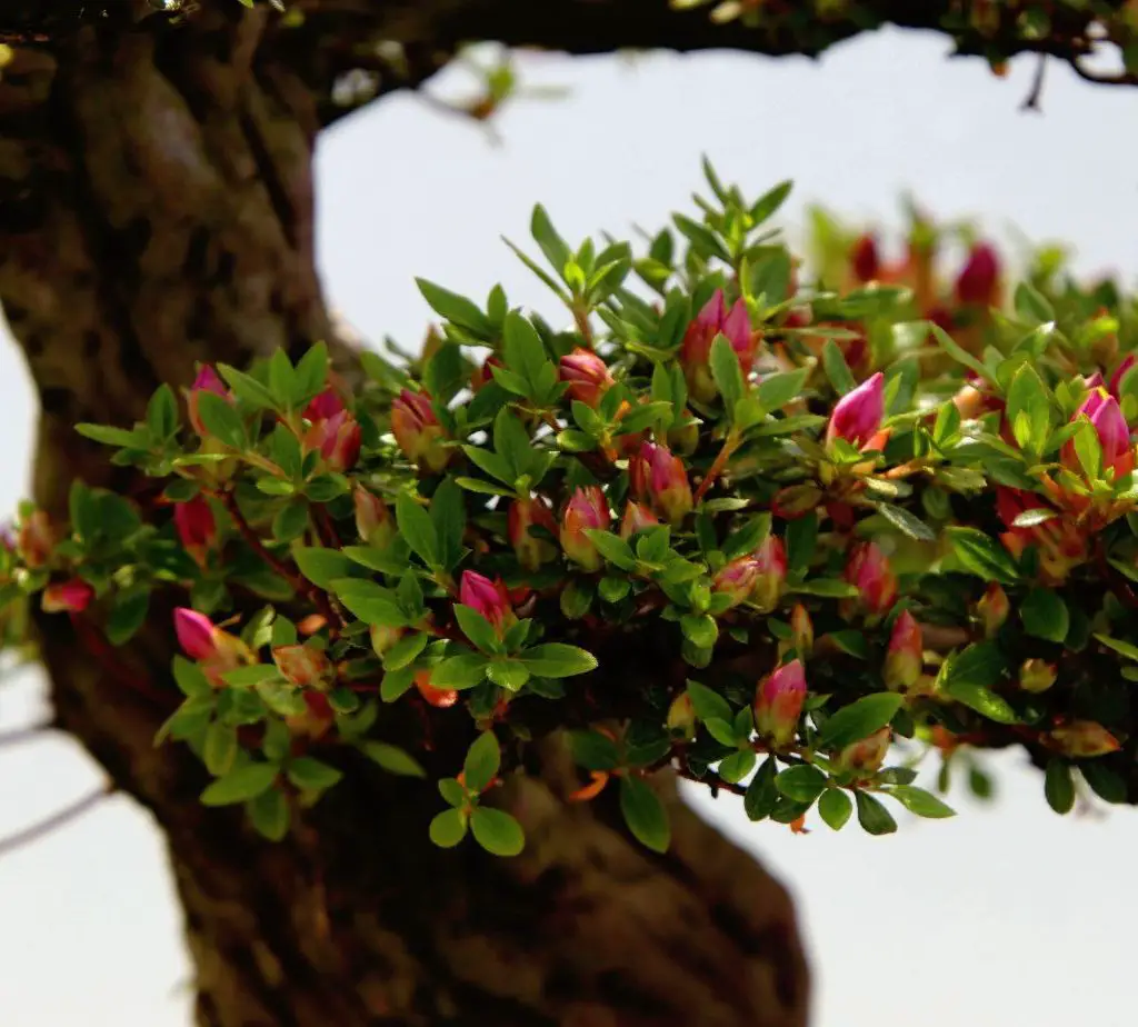 Tree Vs Bonsai
