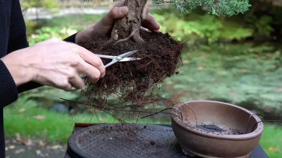 When to Repot Juniper Bonsai