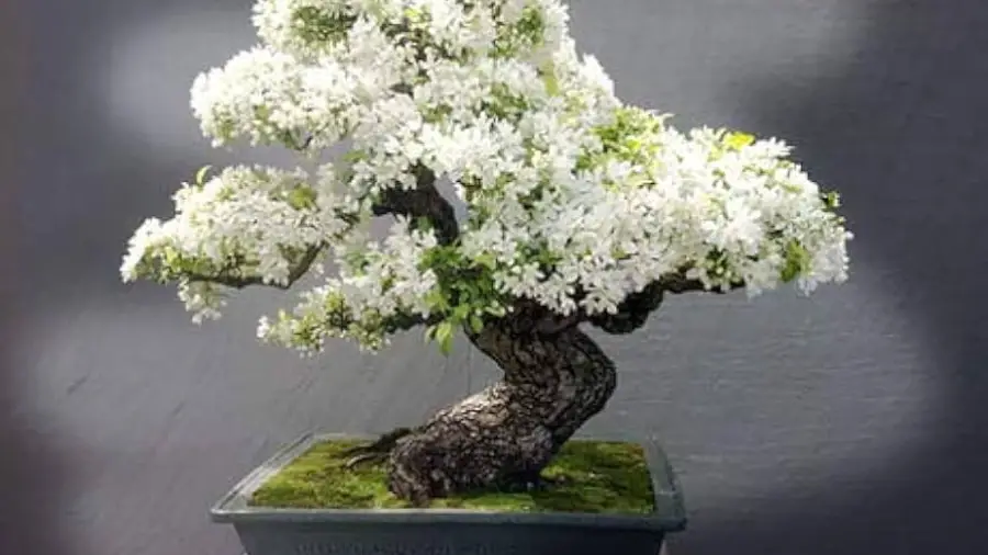 Which Bonsai Tree Grows Little White Flowers