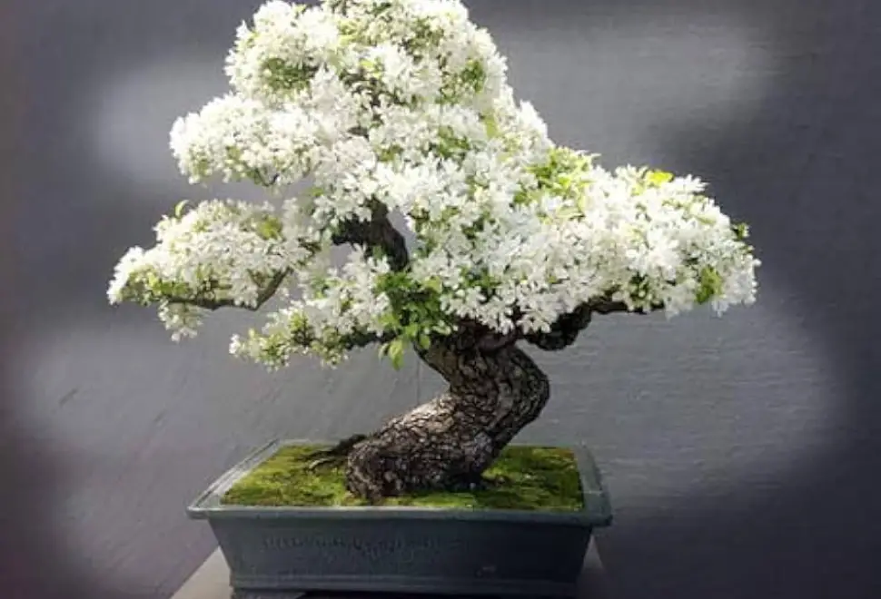 Which Bonsai Tree Grows Little White Flowers