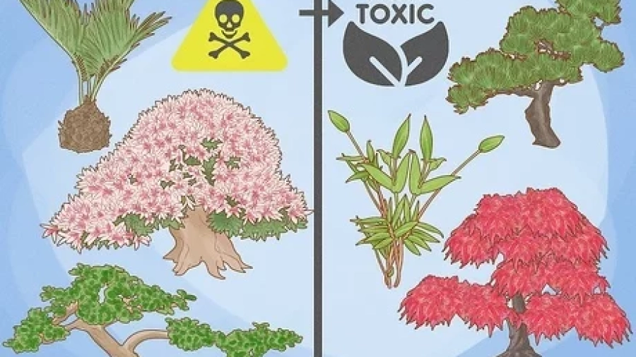 Which Bonsai Trees are Not Poisonous to Cats