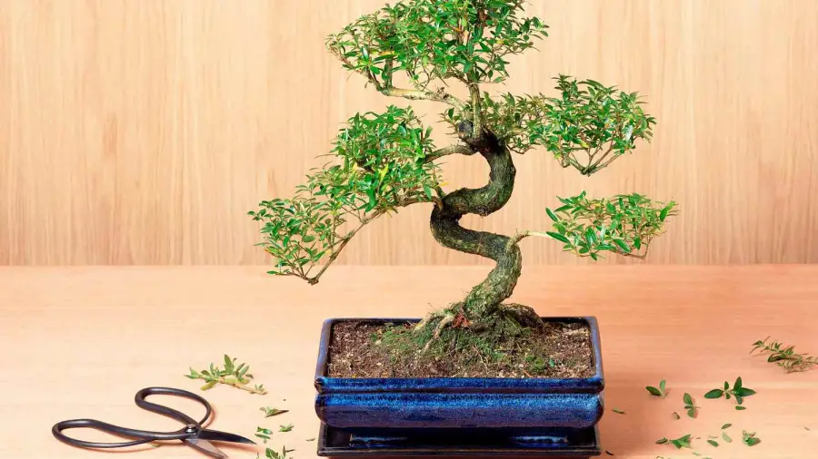 Which Bonsai Trees Can Be Grown Indoors