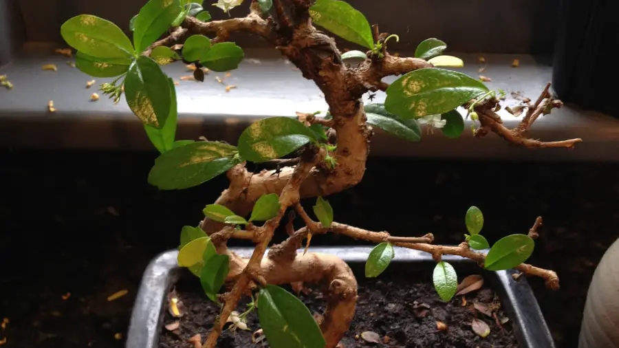 Why are the Leaves Falling off My Bonsai Tree