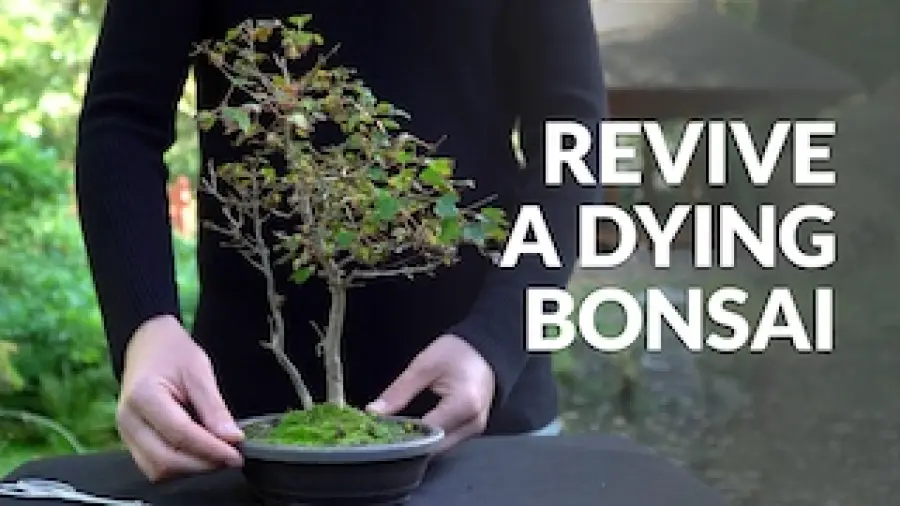 Why is My Bonsai Dying