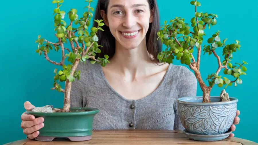 Will a Big Pot Make My Bonsai Tree Grow Fast