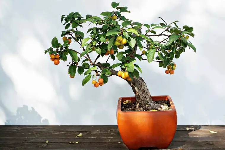 Will a Bonsai Fruit Tree Make Small Fruits