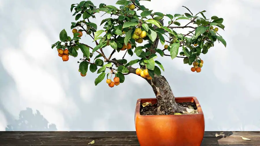 Will a Bonsai Fruit Tree Make Small Fruits