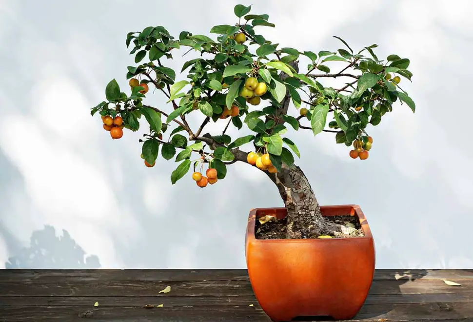 Will a Bonsai Fruit Tree Make Small Fruits