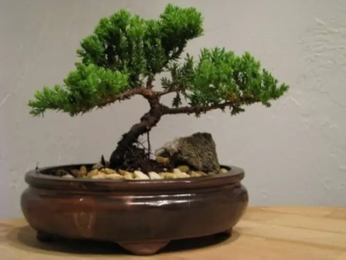 Will Bonsai Tree Survive Inside a House