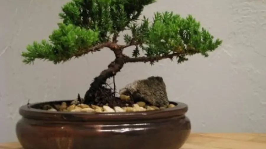 Will Bonsai Tree Survive Inside a House