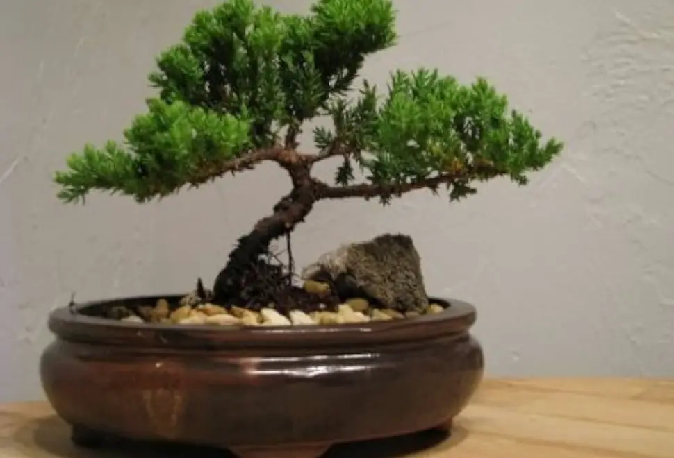 Will Bonsai Tree Survive Inside a House