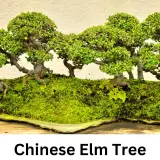 Chinese Elm Tree