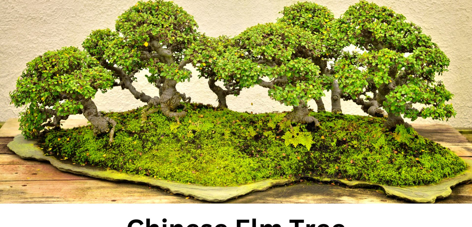 Chinese Elm Tree