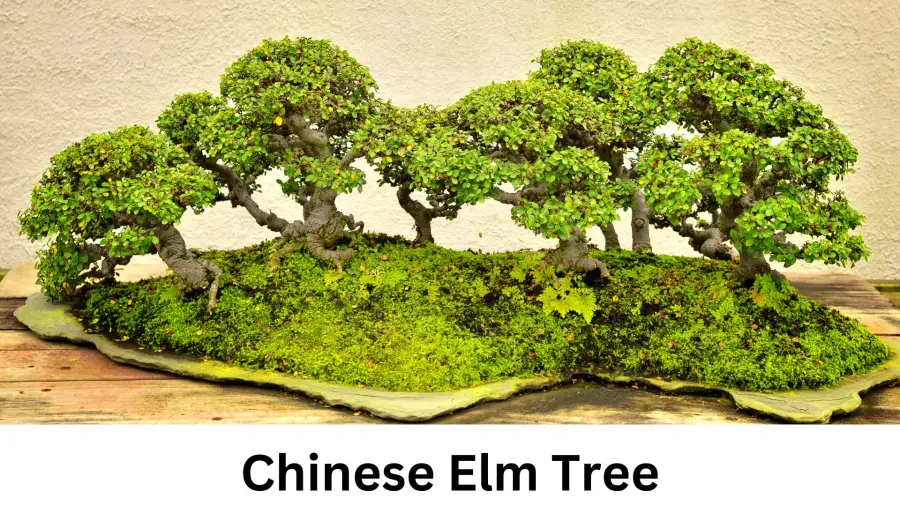 Chinese Elm Tree