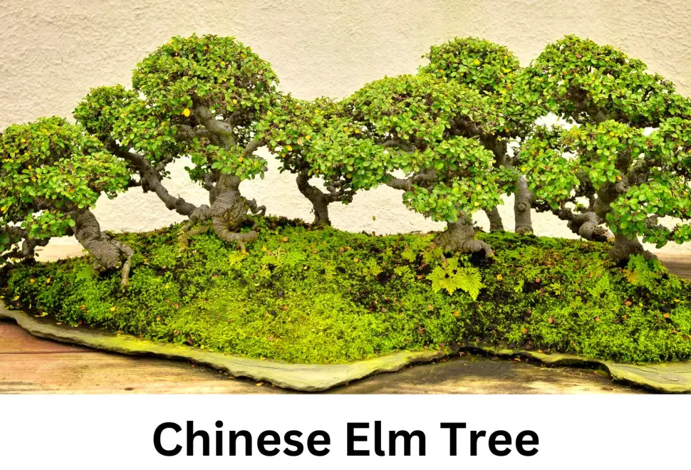 Chinese Elm Tree