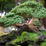 Yamadori bonsai