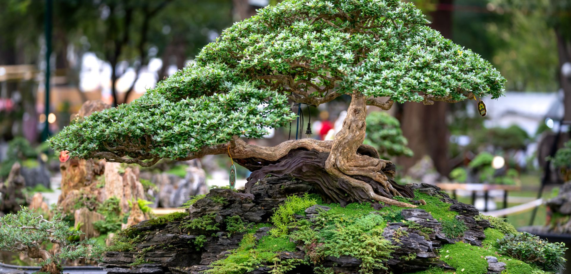 Yamadori bonsai