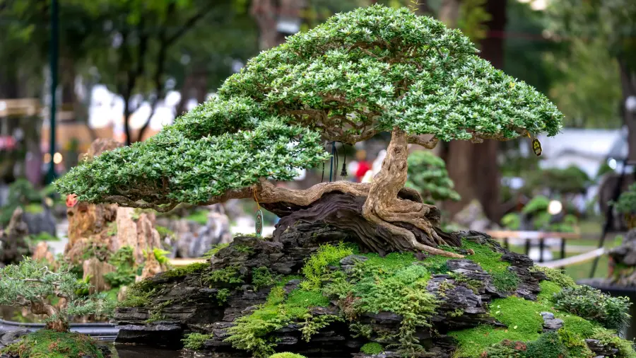 Yamadori bonsai