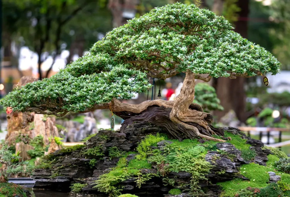 Yamadori bonsai