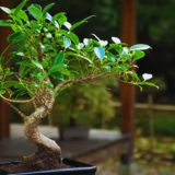 Ficus bonsai styles