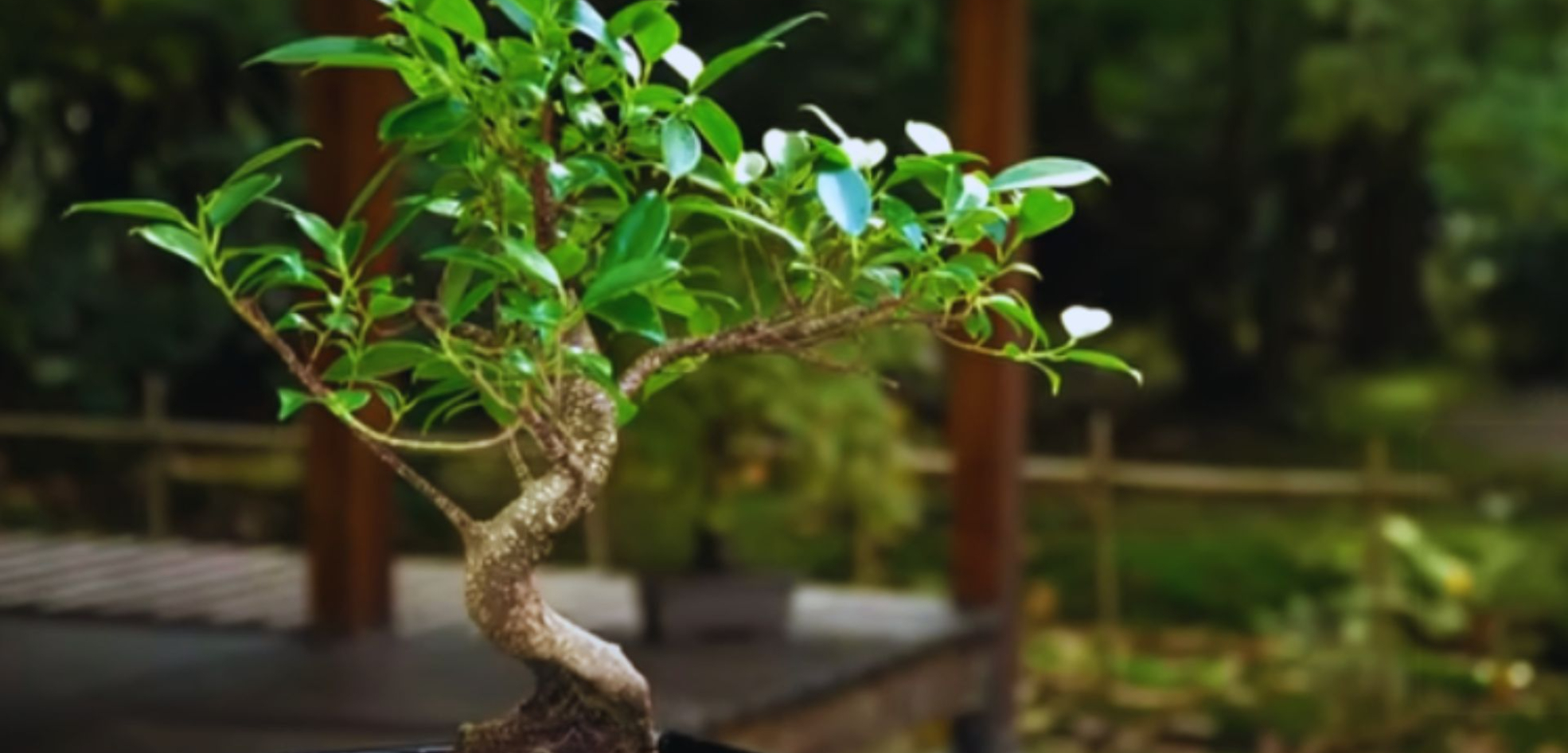 Ficus bonsai styles