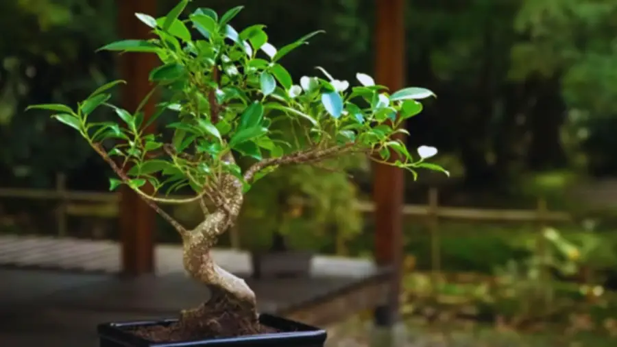 Ficus bonsai styles