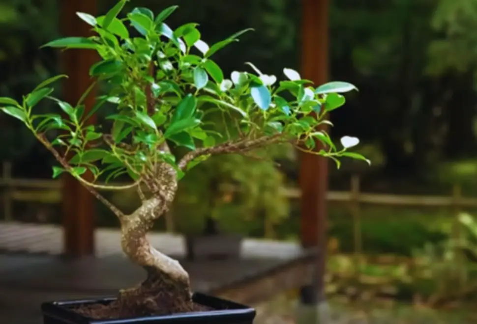 Ficus bonsai styles